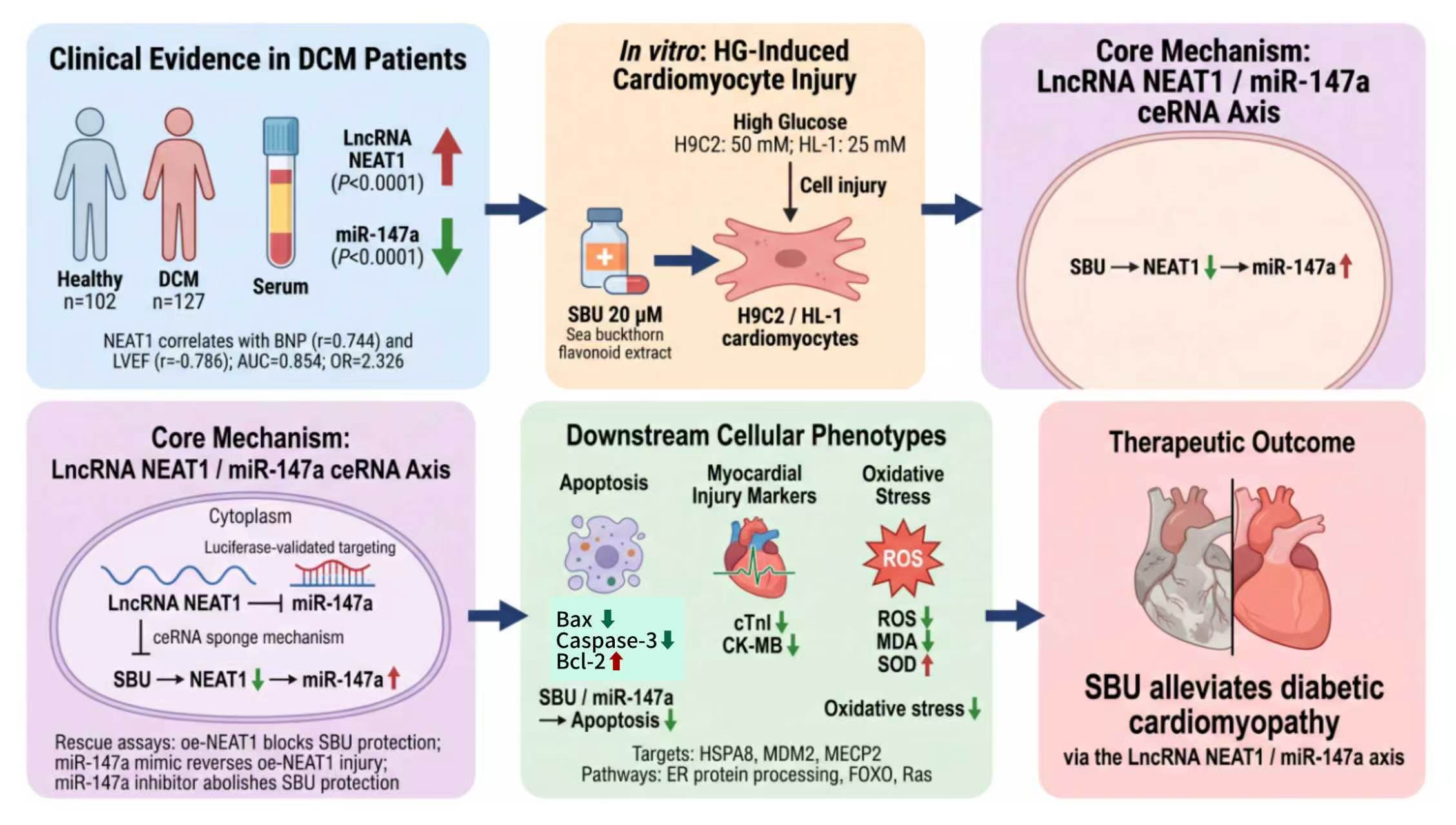 Hippophae rhamnoides extract alleviates diabetic cardiomyopathy via
the LncRNA NEAT1/miR-147a axis