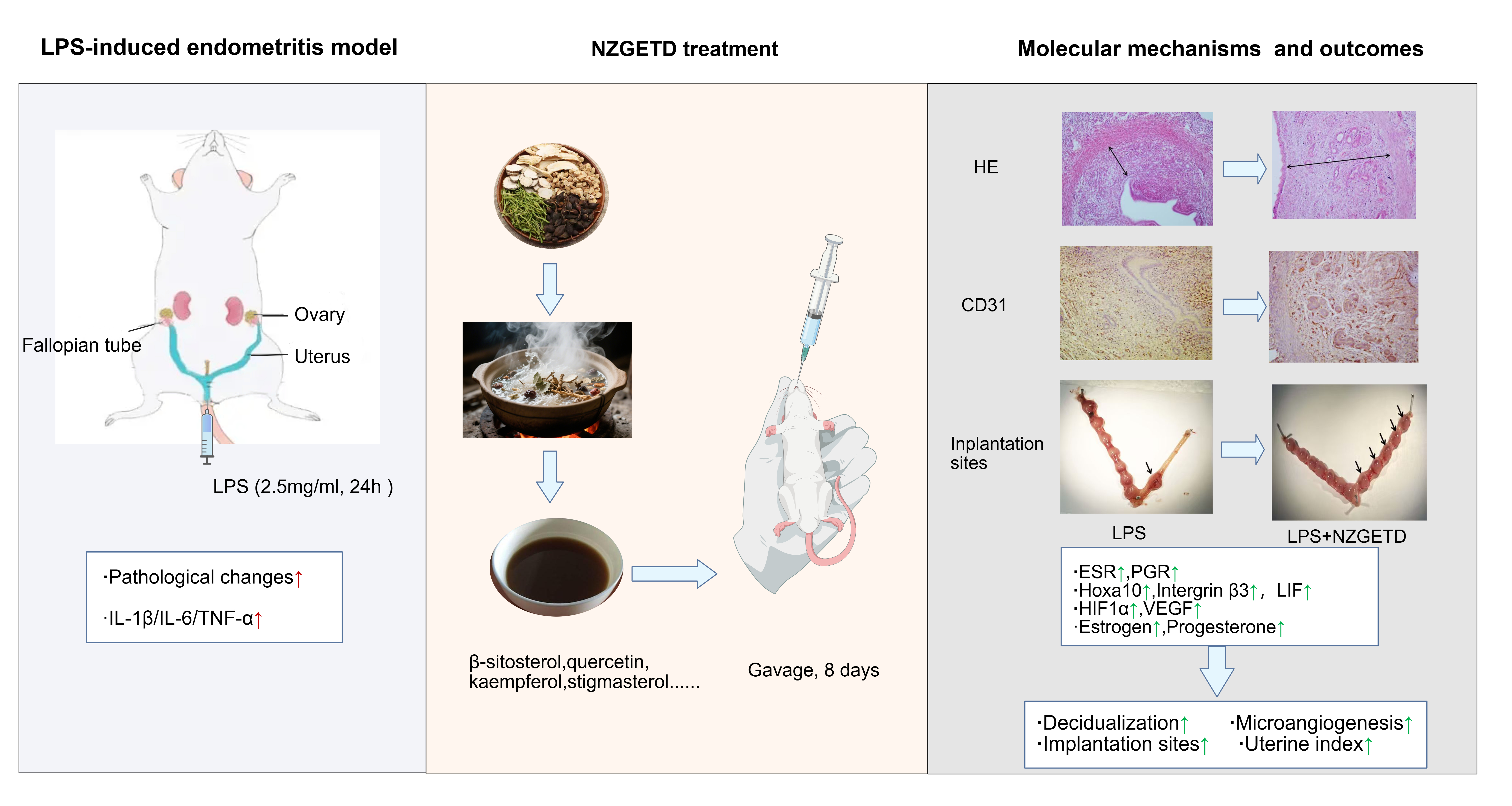 Effect of new zaogong
erteng decoction on embryo implantation in mice following treatment of
endometritis