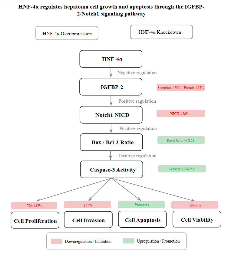 HNF-4α regulates hepatoma
cell growth and apoptosis through the IGFBP-2/Notch1 signaling pathway