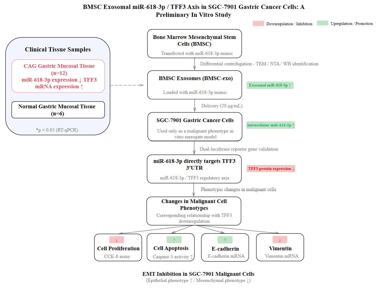Bone marrow mesenchymal
stem cell-derived exosomal miR-618-3p is associated with reduced proliferation
and epithelial-mesenchymal transition markers in a chronic atrophic gastritis
cell model: A preliminary in-vitro study