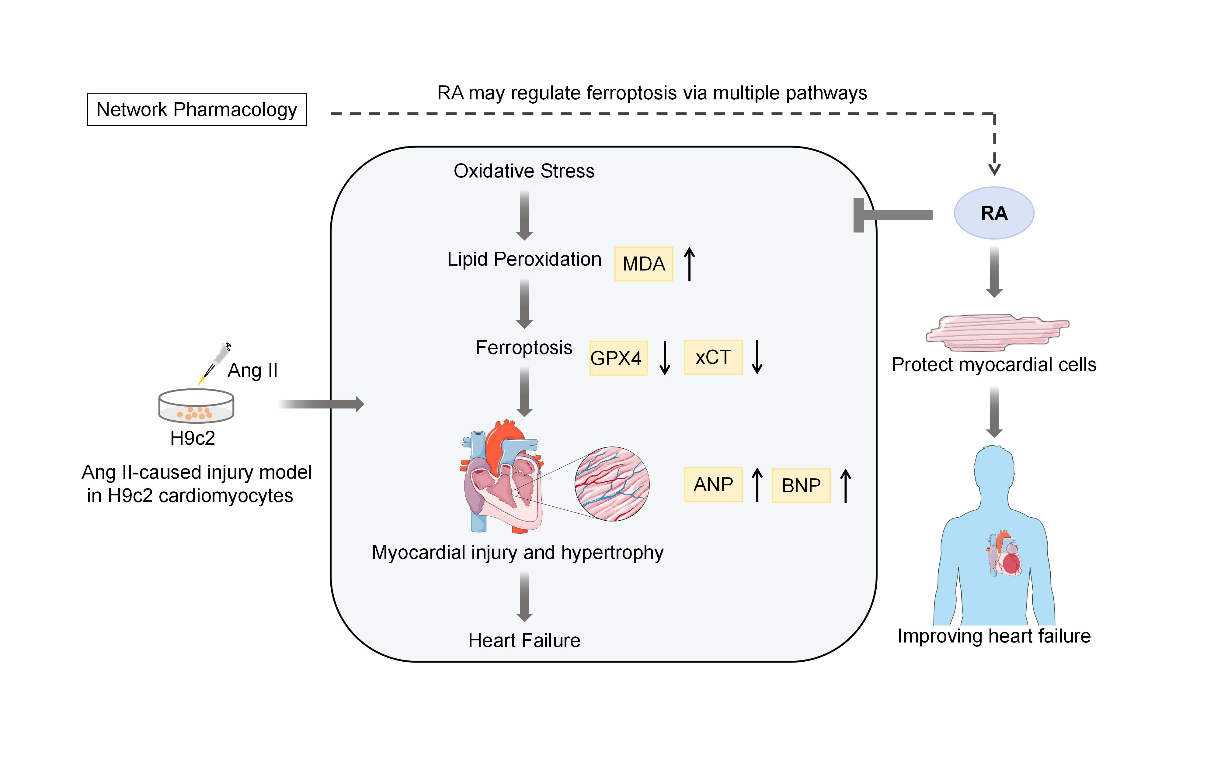 Rosmarinic acid attenuates
heart failure-related injury through modulation of ferroptosis-related
pathways: Network pharmacology and cellular validation