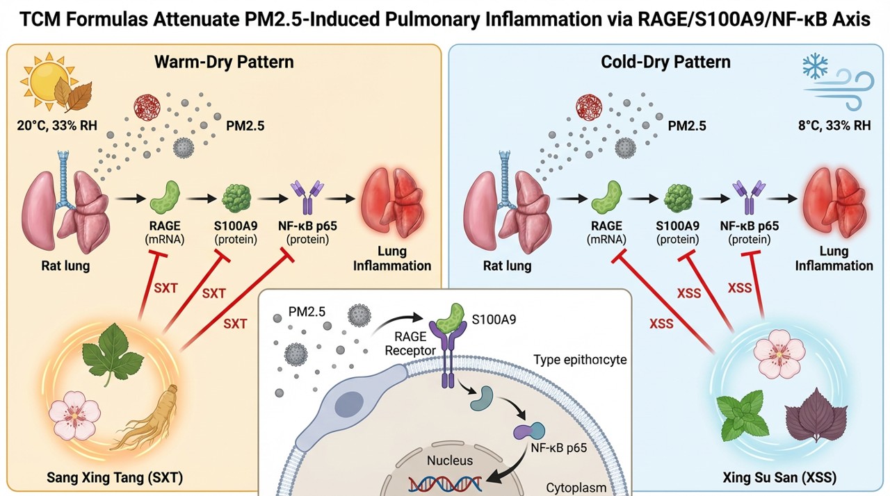 Xing Su San and Sang Xing Tang attenuate PM2.5-induced
lung injury and inflammatory marker expression in rats