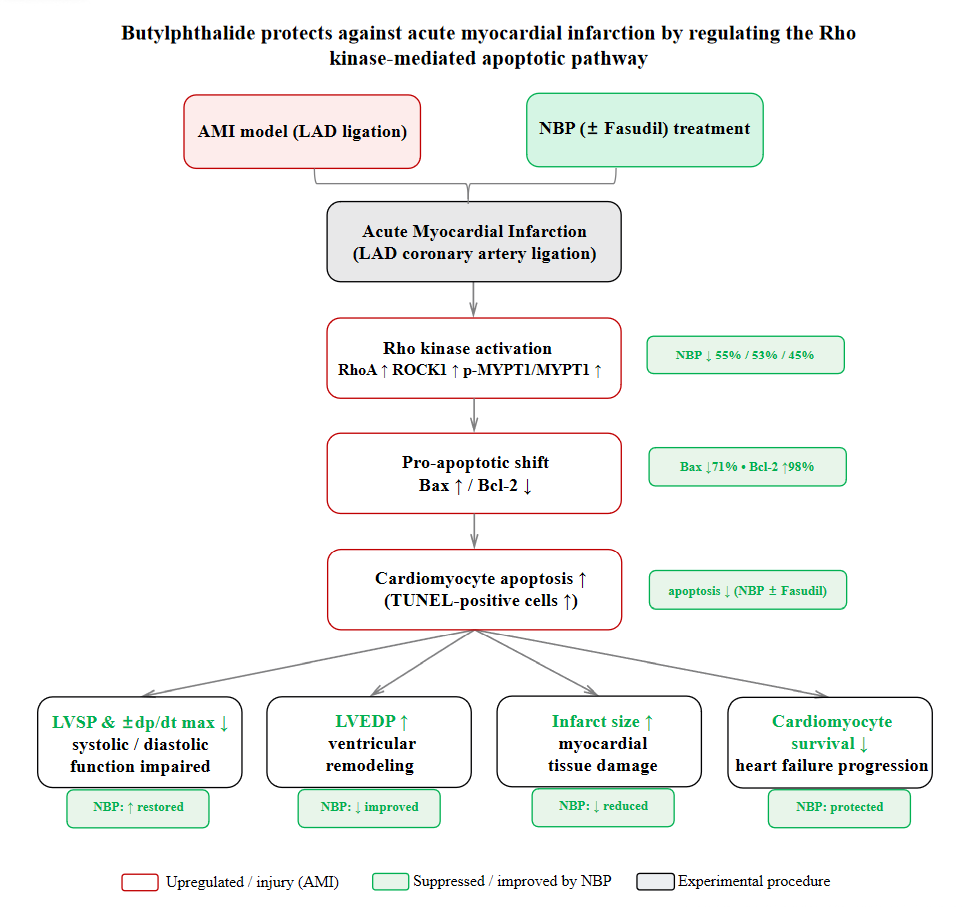 The changes of hemodynamics and the effect of RHO kinase regulated by
butylphthalein on apoptosis in acute myocardial infarction