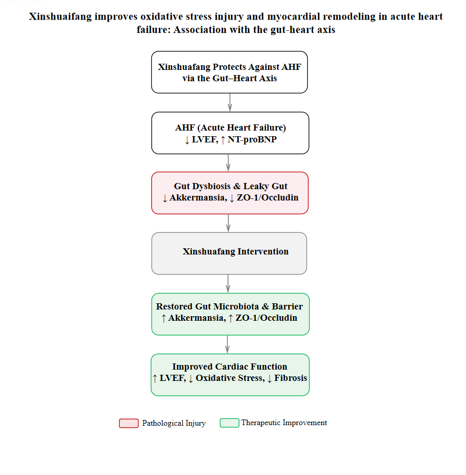 Xinshuaifang improves oxidative stress injury
and myocardial remodeling in acute heart failure: Association with the
gut-heart axis