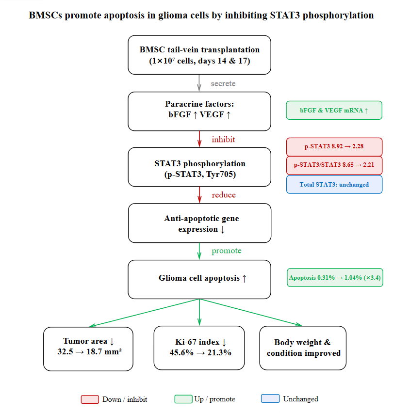 BMSCs promote apoptosis in
glioma cells by inhibiting STAT3 phosphorylation