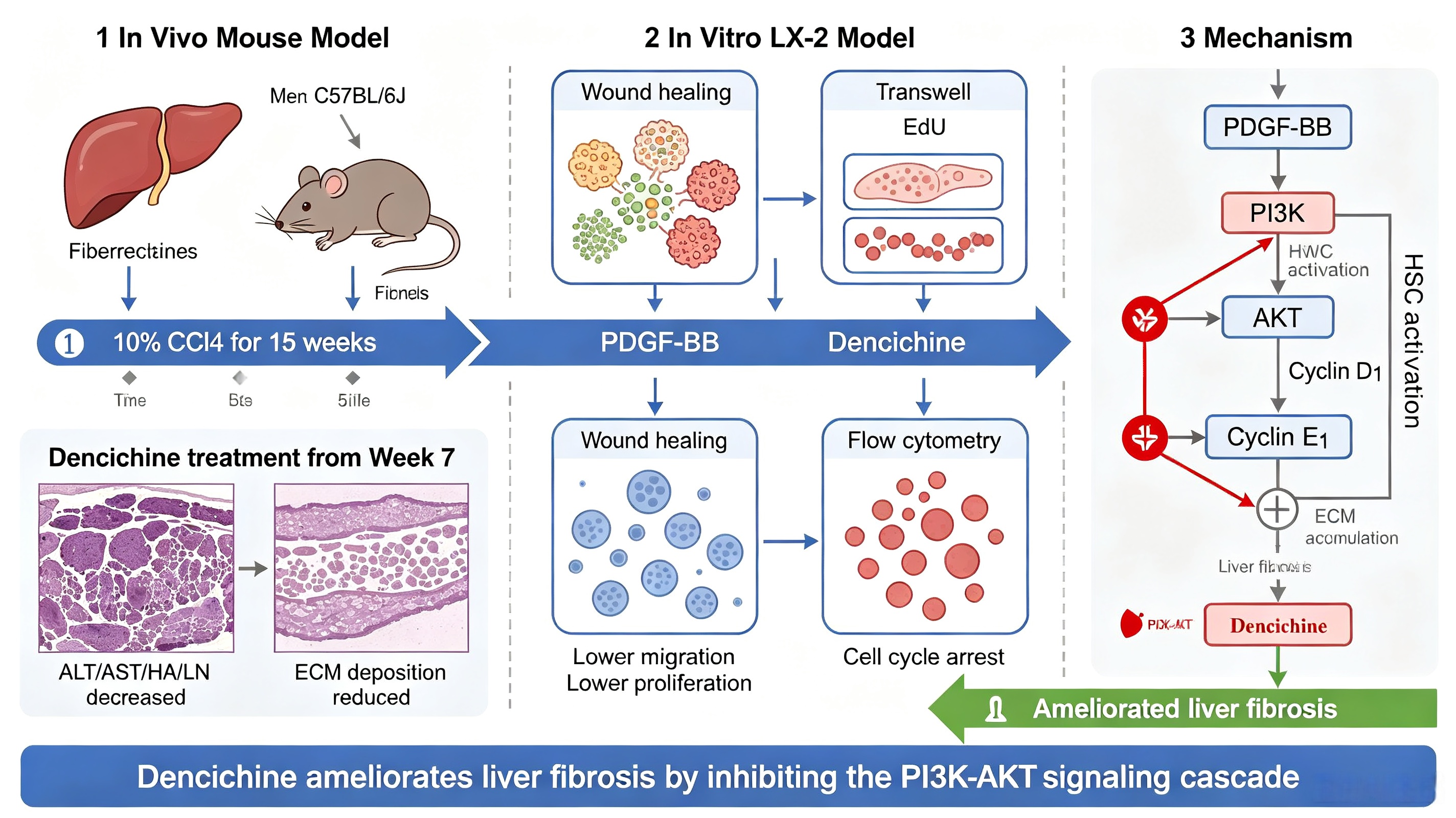 Dencichine ameliorates hepatic fibrosis by
modulating the PI3K/AKT signaling pathway in cellular and murine models