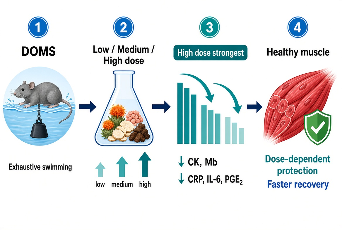Evaluation of a four-herb Chinese medicine
formula at different concentrations on muscle damage and inflammation in a rat model of
DOMS