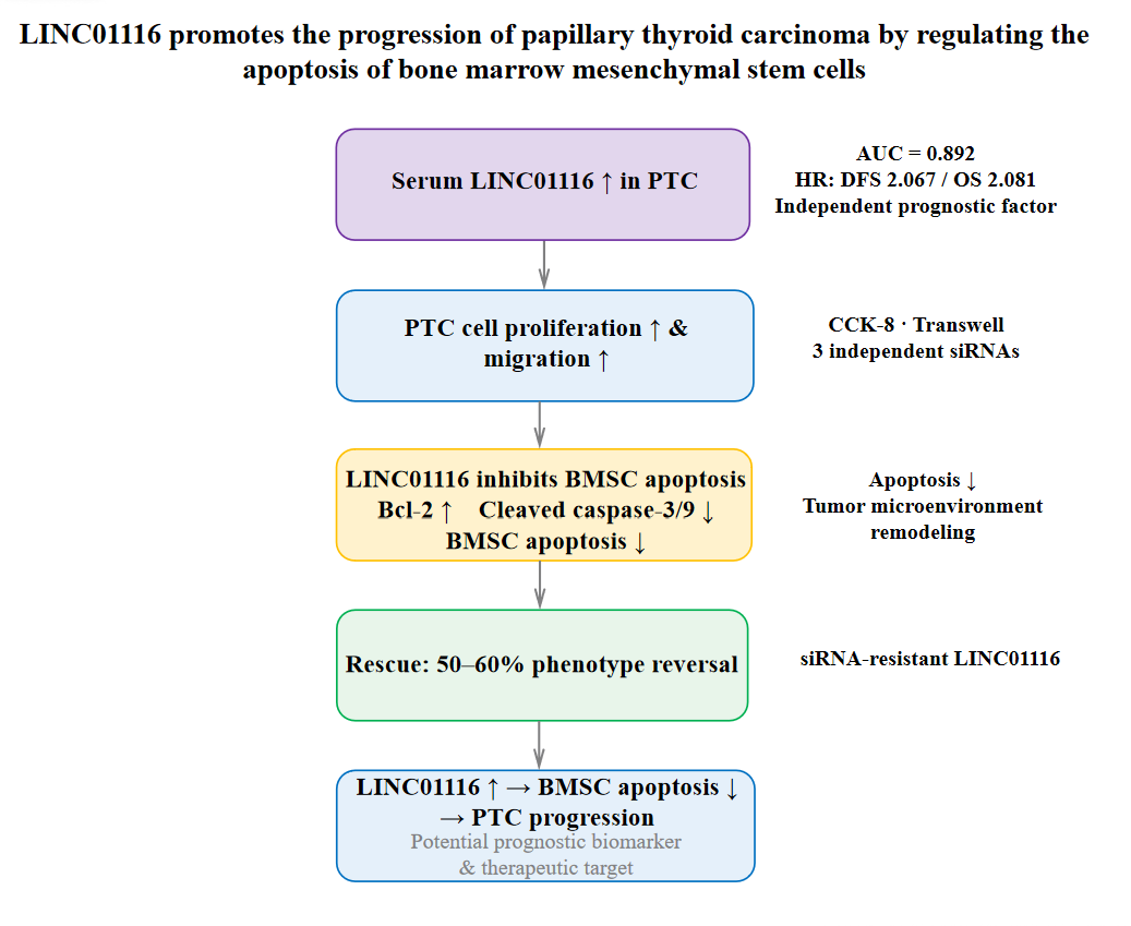 LINC01116 promotes the progression of papillary
thyroid carcinoma by regulating the apoptosis of bone marrow mesenchymal stem
cells