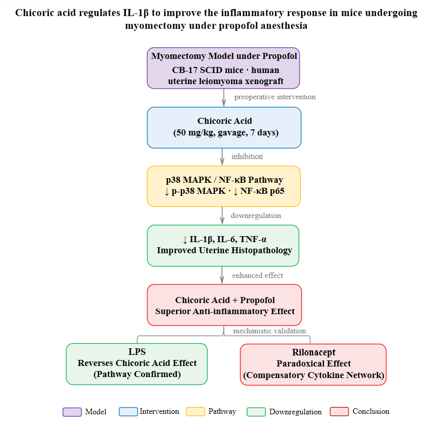 Chicoric acid regulates IL-1β to improve the
inflammatory response in mice undergoing myomectomy under propofol anesthesia