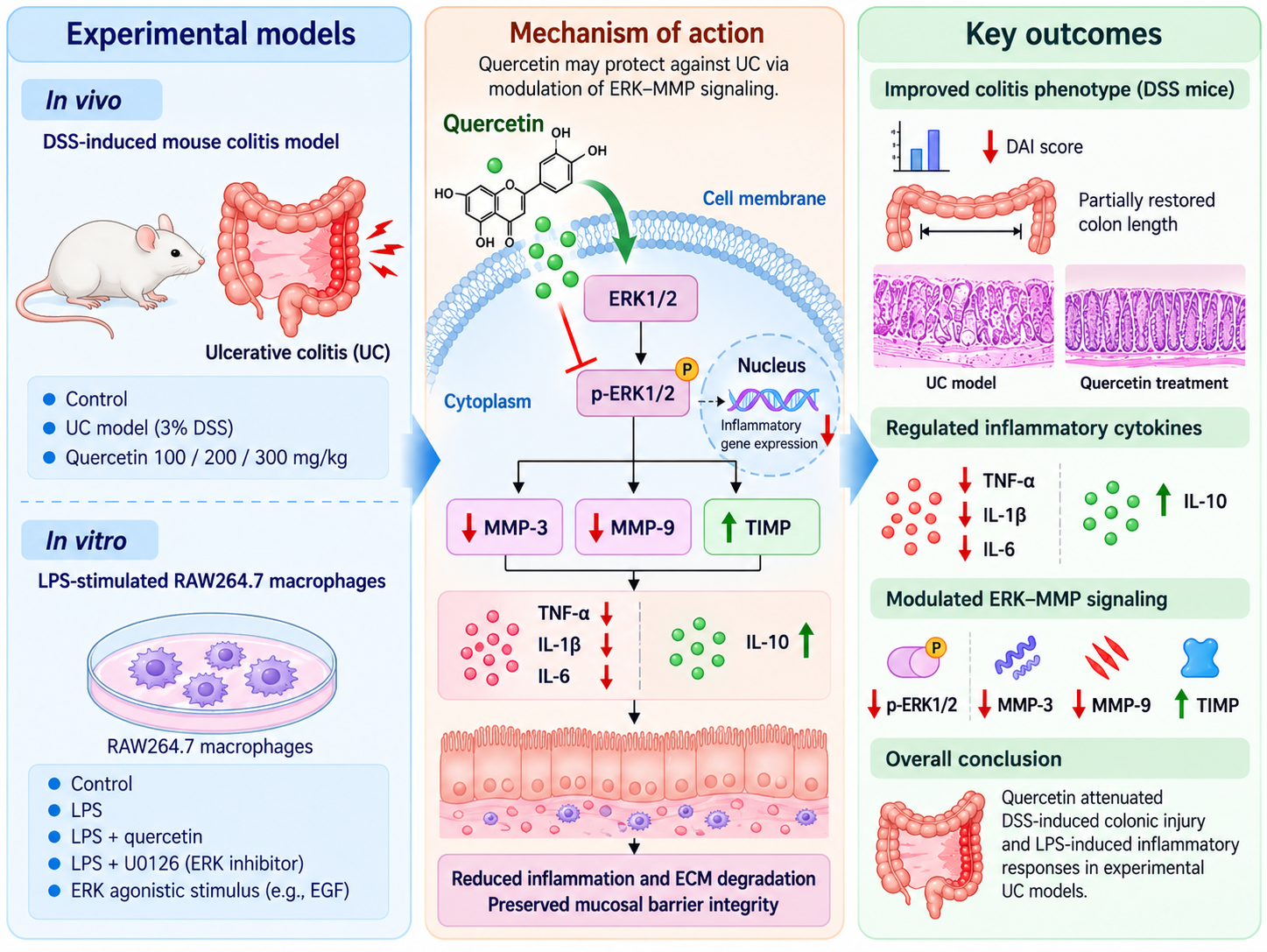 Protective effects of quercetin in experimental ulcerative colitis: Potential involvement of ERK-MMP signaling