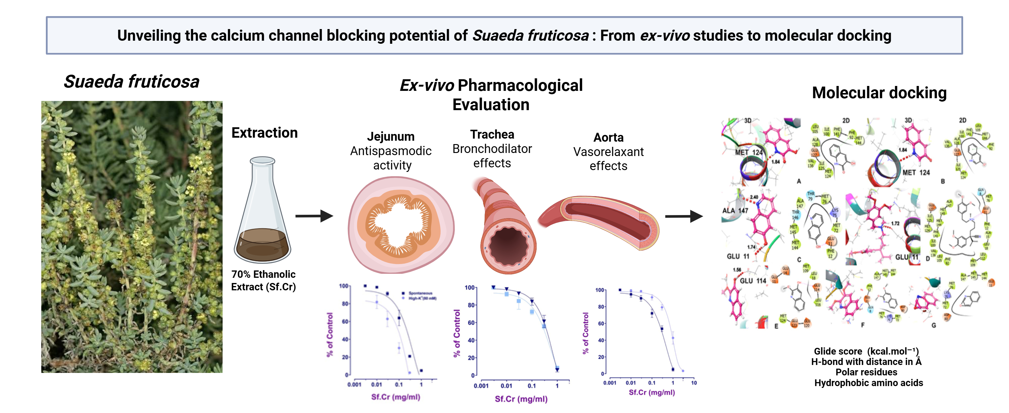 Unveiling
the calcium channel blocking potential of Suaeda fruticosa: From ex vivo studies to molecular docking