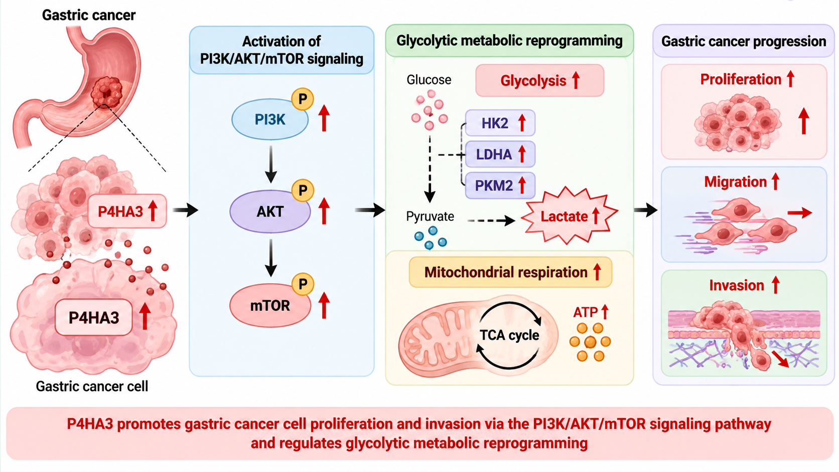 P4HA3 promotes gastric
cancer cell proliferation and invasion via the PI3K/AKT/mTOR signaling pathway
and regulates glycolytic metabolic reprogramming
