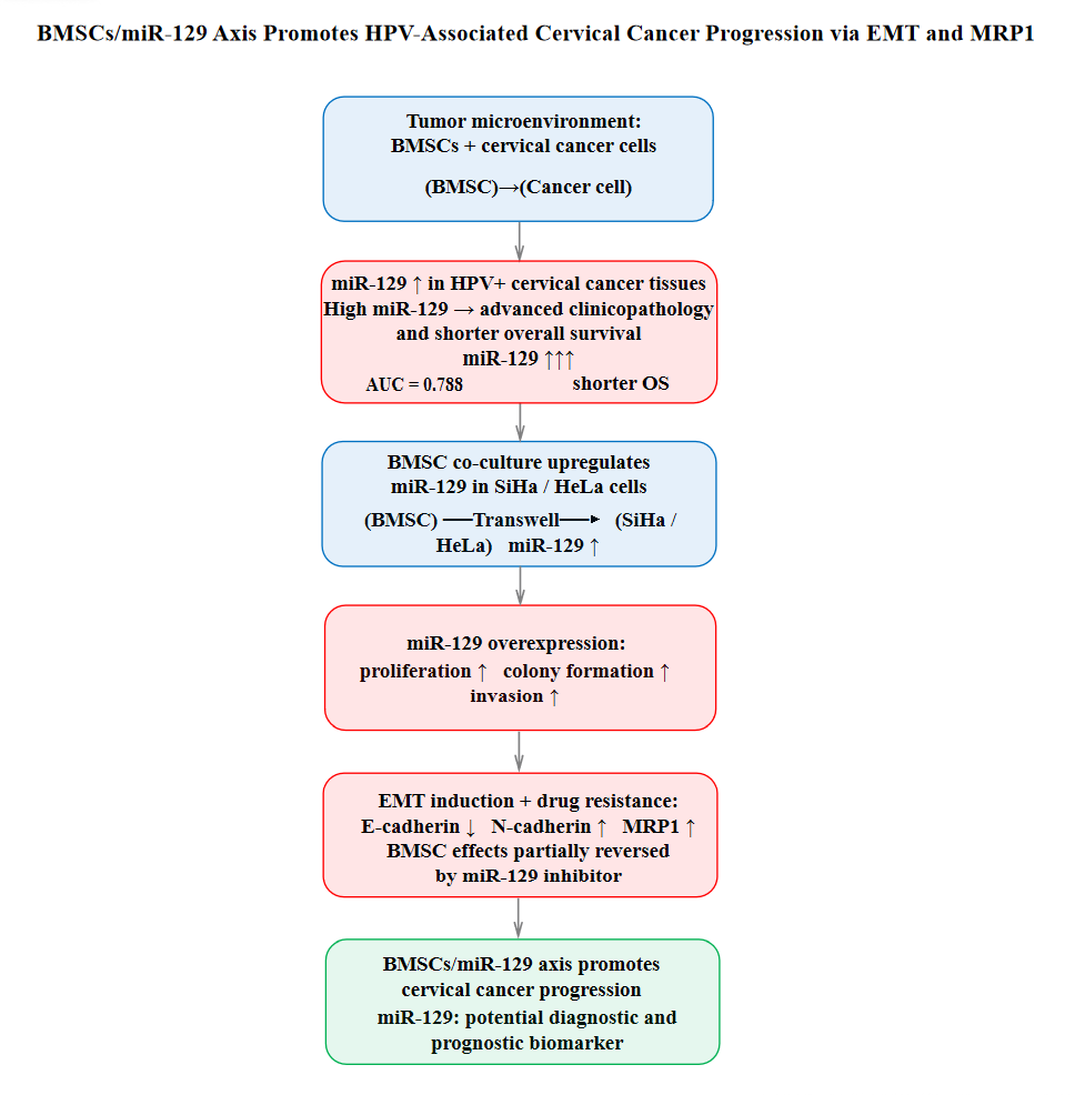 Study
on the molecular mechanism of bone marrow mesenchymal stem cells inducing
epithelial-mesenchymal transition in HPV-associated cervical cancer through
activation of miR-129